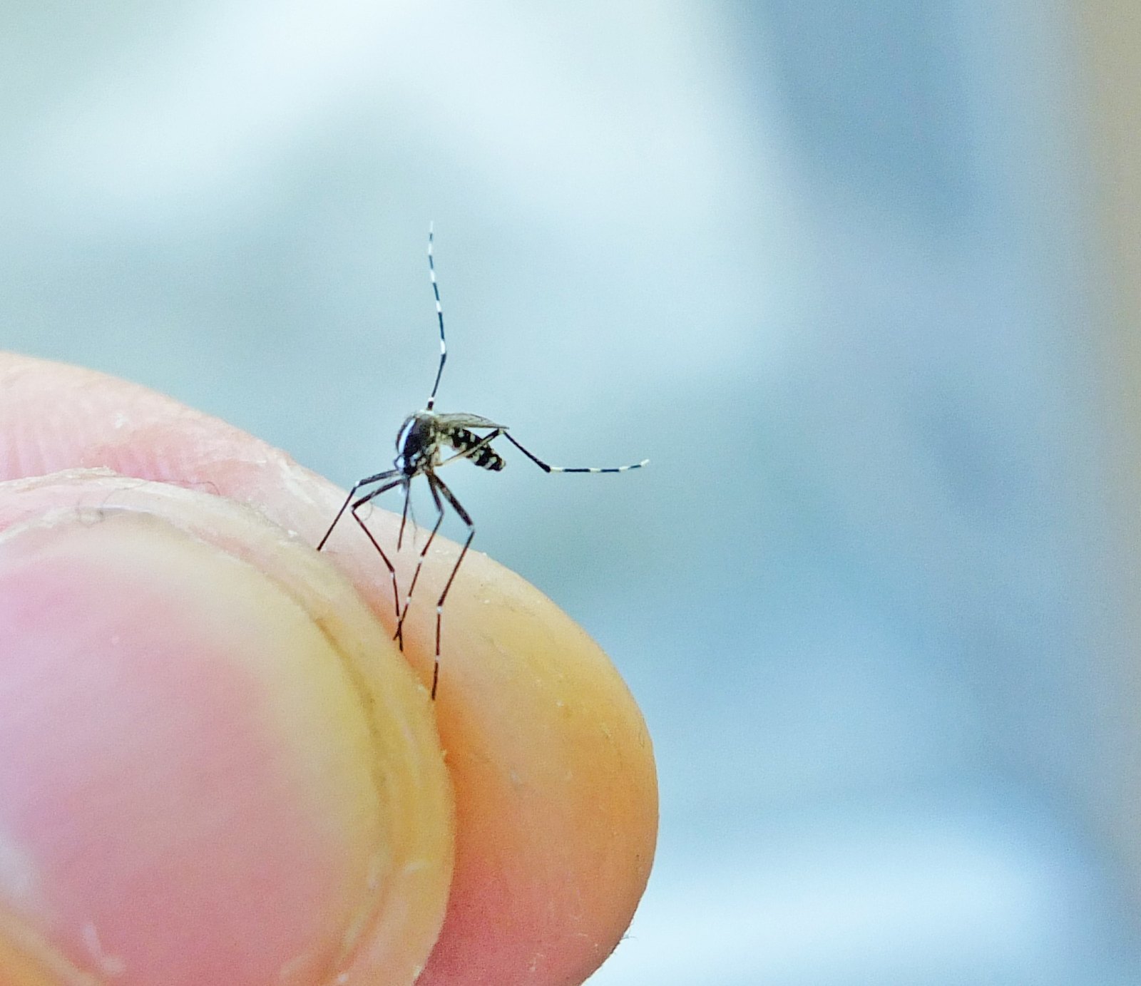 6-ways-to-get-rid-of-mosquitos-the-best-pest-control-solutions