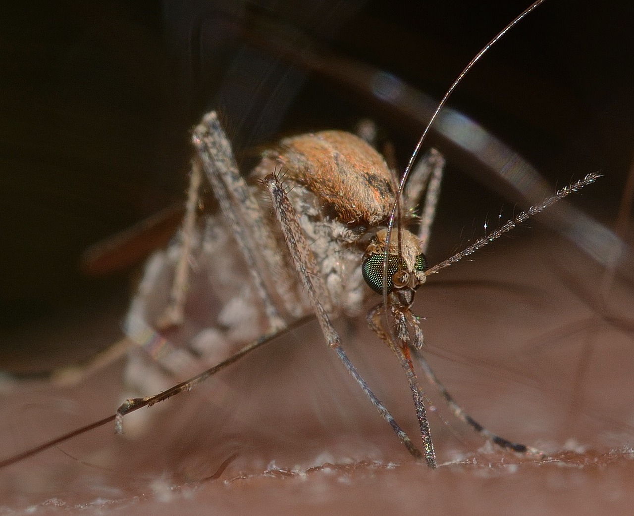 The Best Pest Control Solutions