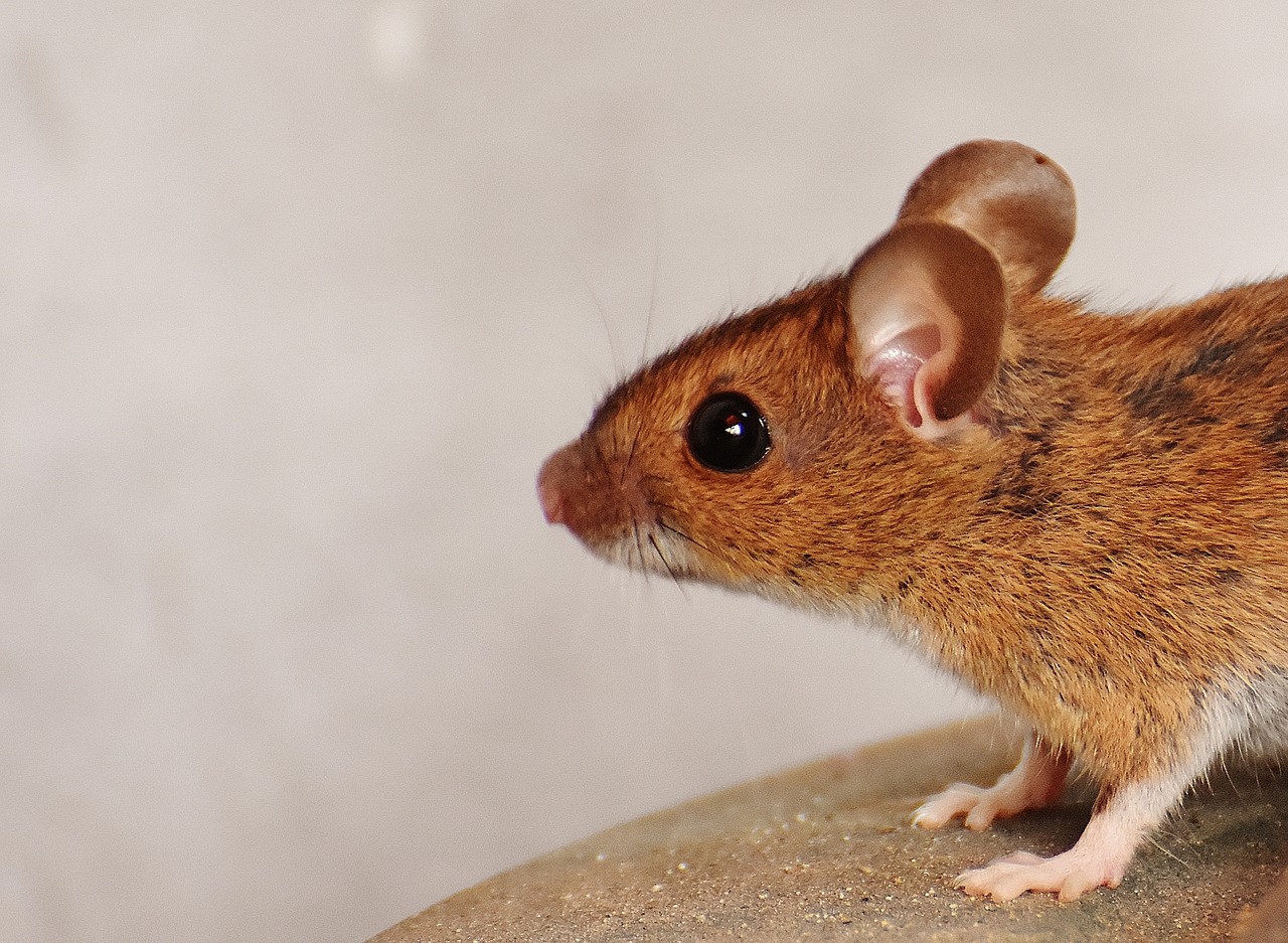 The Best Pest Control Solutions