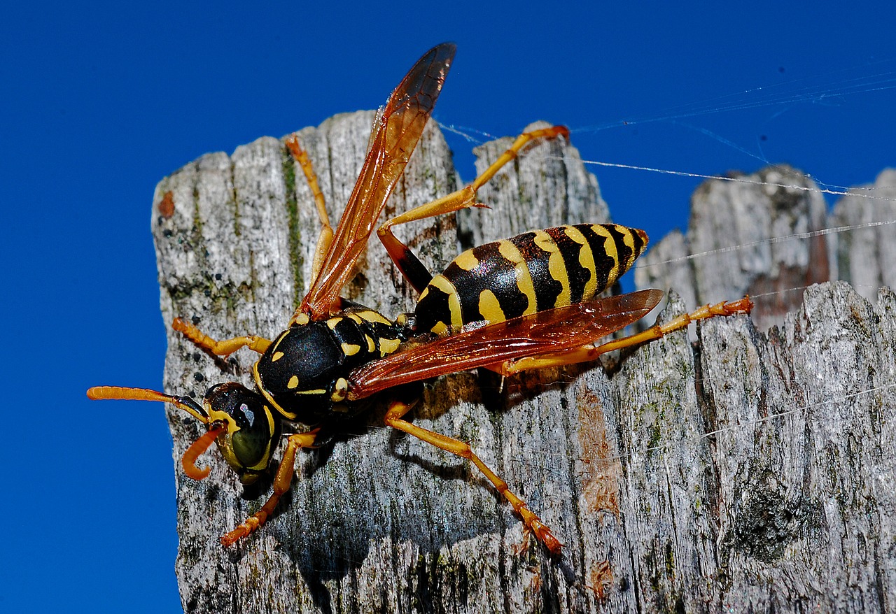 wasp, insect